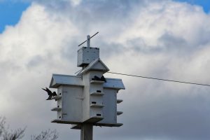 Wildlife Reports Friends Horicon Marsh