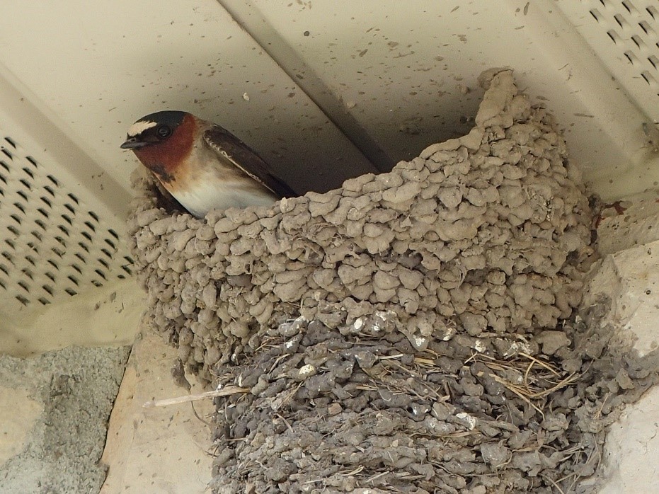 A Cliff Swallow in its nest on the Education & Visitor Center.