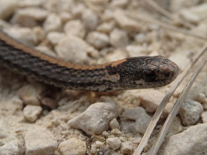 The Red-Bellied Snake